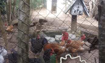 Imagem 2: CHÁCARA EM CONDOMÍNIO 3.200M² COM GRANDE POMAR EM JACAREÍ !