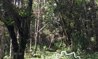 Imagem 5: Linda área rural com centenas de Araucárias, com platô para construir sua casa em meio a n