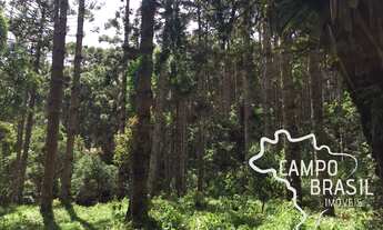 Imagem 4: Linda área rural com centenas de Araucárias, com platô para construir sua casa em meio a n