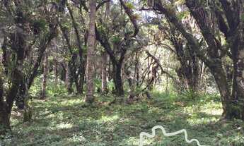 Imagem 6: Linda área rural com centenas de Araucárias, com platô para construir sua casa em meio a n