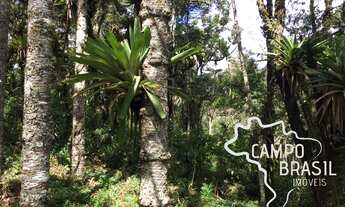 Imagem 3: Linda área rural com centenas de Araucárias, com platô para construir sua casa em meio a n