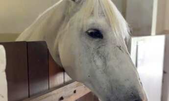 Imagem 7: Descubra o Haras Fazenda Real Residence em Simões Filho-BA: Lotes de 500m² - Sinal e Parce