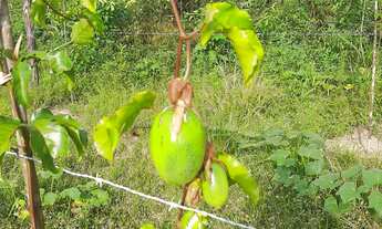 Imagem: 2 dormitórios na Estrada Pau D Arco Comunidade