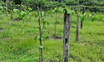 Imagem 5: 2 dormitórios na Estrada Pau D Arco Comunidade Nelson Mandela