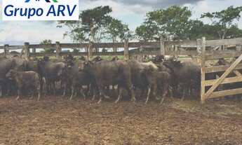 Imagem 2: Fazenda com 80.000 Hectares MS