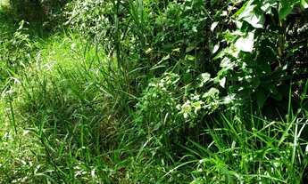 Imagem 6: Sítio em Atibaia com 51.900 m²