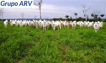 Imagem: FAZENDA COM 21.200 HA EM MT