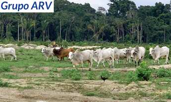 Imagem 3: Fazenda com 1.800 Alqueires no Amazonas