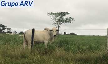 Imagem 5: Fazenda com 149.132 ha em Mato Grosso