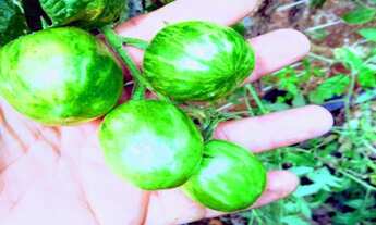 Imagem 4: Sítio com 3 Alqueires em Atibaia e região