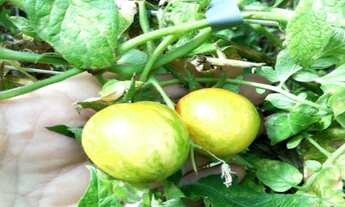 Imagem 5: Sítio com 3 Alqueires em Atibaia e região