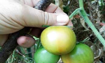 Imagem 3: Sítio com 3 Alqueires em Atibaia e região