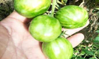 Imagem 6: Sítio com 3 Alqueires em Atibaia e região