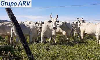 Imagem: Fazenda com 5.000 Ha em Montes Claros MG