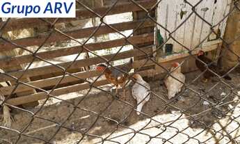 Imagem 4: Sítio com 5 alqueires em Piracaia SP