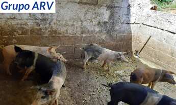 Imagem 2: Sítio com 5 alqueires em Piracaia SP