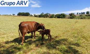 Imagem: Fazenda com 132 alqueires no Sul de Minas