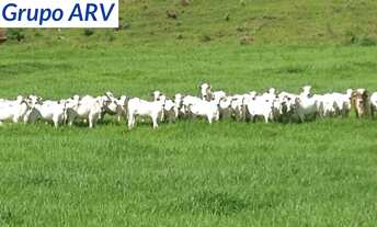 Imagem: Fazenda com 300 alqueires em São Roque