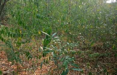 Imagem 7: Chácara com 1.000 m² em condomínio em Atibaia