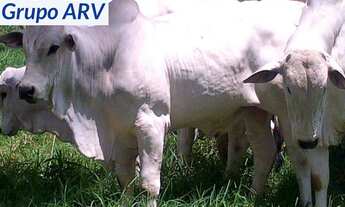 Imagem 6: Fazenda com 250 ha em Camanducaia MG