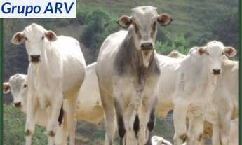 Imagem: Fazenda com 250 ha em Camanducaia MG