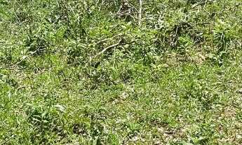 Imagem: Terreno com 438 m² em Pedra Bela