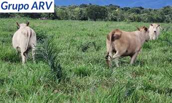 Imagem: FAZENDA RURAL em CUIABÁ - MT, ARAÉS