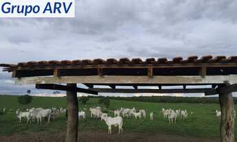 Imagem: FAZENDA RURAL em BOM JESUS DO ARAGUAIA
