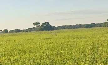 Imagem: FAZENDA RURAL em NHECOLÂNDIA - MS, Centro