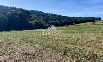 Imagem 5: Área rural na estrada do Guairacá! 100% mecanizada!