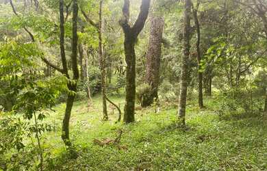 Imagem 3: VENDE-SE NO FAXINAL DOS FIÚZA