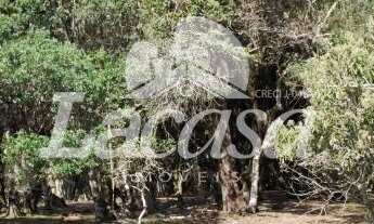 Imagem 2: TERRENO COMERCIAL em GUARAPUAVA - PR, IMÓVEL MORRO ALTO