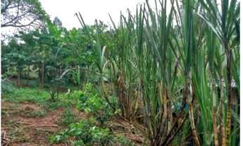 Imagem 5: Chácara com ponto comercial cod: 3753