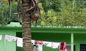 Imagem 6: Super Fazenda em Miracatu - SP - Porteira Fechada Cód.: 4624 f:(11) 97302 - 9229 CESAR