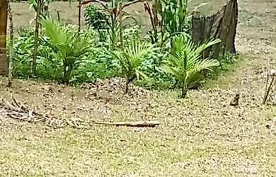 Imagem 6: EXCELENTE SÍTIO PARA PRODUTORES DE BANANA E GADO COD: 4697 F:(11) 97302-9229 CESAR