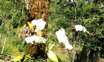 Imagem 5: EXCELENTE CHÁCARA COM PISCINA, LAGO E RIACHO COD: 4950 F:(11) 97302-9229 CESAR