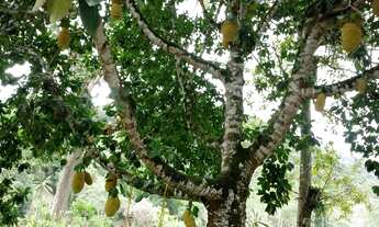 Imagem 6: EXCELENTE CHÁCARA COM PISCINA, LAGO E RIACHO COD: 4950 F:(11) 97302-9229 CESAR