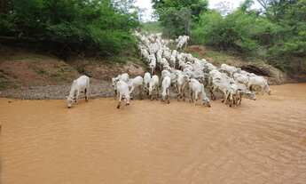 Imagem 3: EXCELENTE FAZENDA EM BRASILÂNDIA MG COD: 4988 F:(11) 97302-9229 CESAR