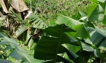 Imagem 5: EXCELENTE SÍTIO EM MIRACATU COD: 4964 F:(11) 97302-9229 CESAR