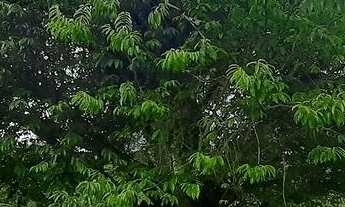 Imagem 7: SÍTIO CASTANHA PORTUGUESA COD: 4961 F:(11) 97302-9229 CESAR