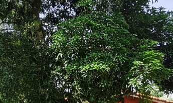 Imagem 5: Sítio em Miracatu-SP COD: 5059 F:(11) 97302-9229 CESAR