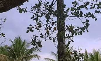 Imagem 2: Sítio em Miracatu-SP COD: 5059 F:(11) 97302-9229 CESAR