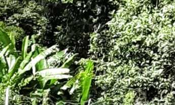 Imagem 5: EXCELENTE CHÁCARA EM JUQUITIBA COD: 5087 F:(11) 97302-9229 CESAR