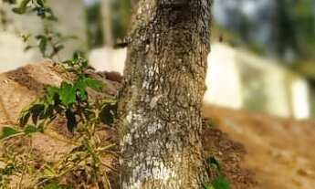 Imagem 2: EXCELENTE TERRENO PARA FORMAR CHÁCARA COD: 5280 F:(11) 97302-0929 CESAR