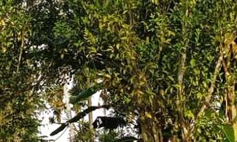 Imagem 6: EXCELENTE TERRENO PARA FORMAR CHÁCARA COD: 5280 F:(11) 97302-0929 CESAR