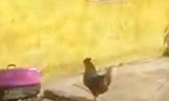 Imagem: Graciosa chácara em Juquitiba com lago