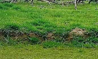 Imagem 5: EXCELENTE CHACRINHA DE 1.100,00M² COD: 5397 F:(11) 97302-9229 CESAR