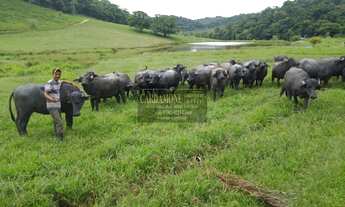 Imagem 4: Fazenda em Registro - 50 Alqueires COD: 5807 F:(11) 97302-9229 CESAR