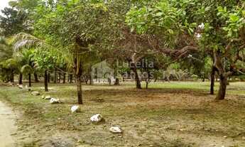 Imagem 3: Sitio à venda no Povoado Campo Grande Teresina PI