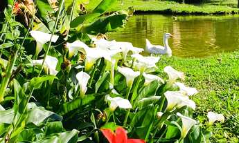 Imagem: CHACARA RURAL em SÃO BENTO DO SUL - SC